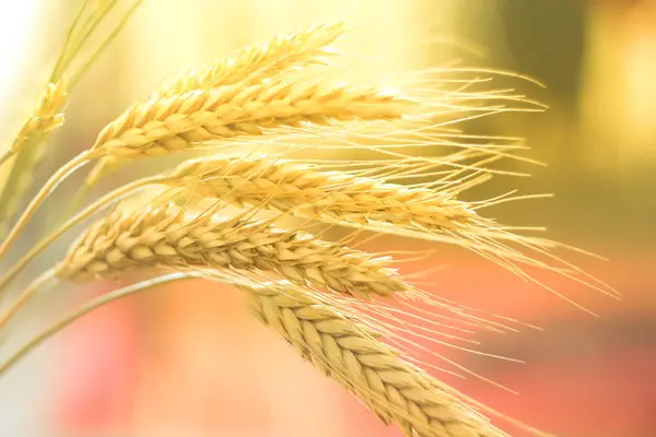 밀의 수확 — 스톡 사진
