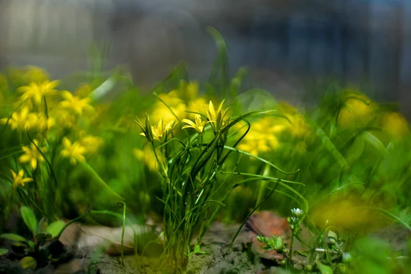 Jarní květiny na slunci — Stock fotografie