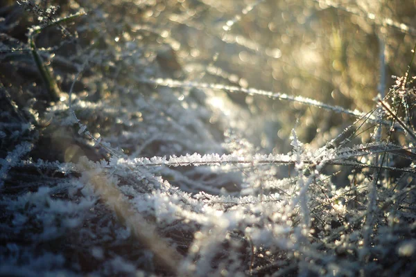 Escarcha de invierno en el bosque — Foto de Stock