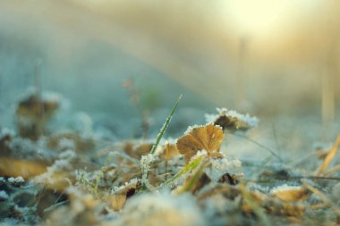 Ormanda kış ayazı