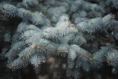 Ormanda kış çayırı
