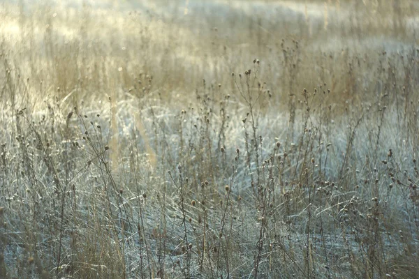 Îngheț de iarnă în pădure — Fotografie, imagine de stoc