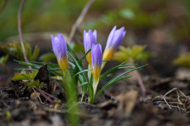 Bahar Crocus Çiçekleri mevsimi yaz mevsimi arka plan çiçek açar doğa duvar kâğıdı makro kapalı güneş ormanı açık hava rengarenk zengin manzara