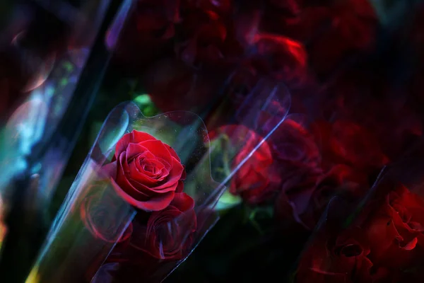 Hermoso Ramo Rosas Rojas Como Regalo Amor Estilo Primavera Flor Imagen De Stock