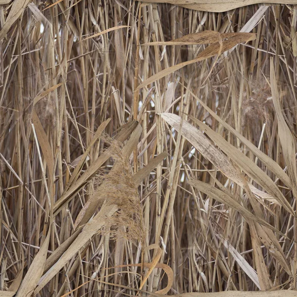 Water reed pattern camouflage for duck hunter — Stock Photo, Image