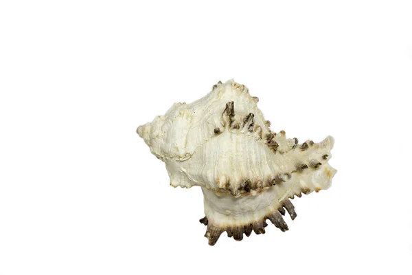Witte zee schelp vanaf de onderkant — Stockfoto