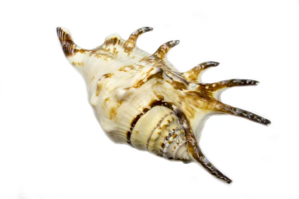 Белый морской ракушка со дна . — стоковое фото