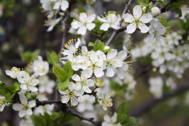 Ağaçtaki bahar çiçekleri. 