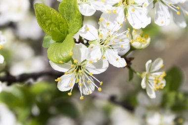 Ağaçtaki bahar çiçekleri