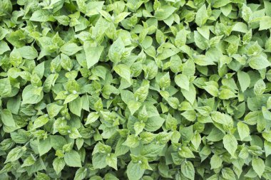 Bahar yeşili yapraklar.