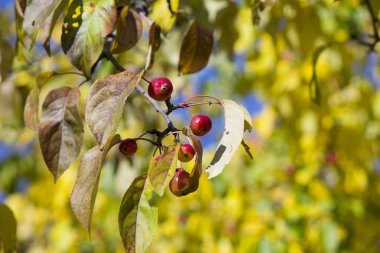 sonbahar arka plan üzerinde vahşi küçük kırmızı elmalar.