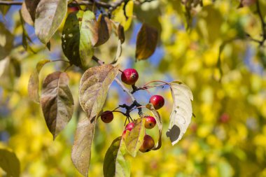 sonbahar arka plan üzerinde vahşi küçük kırmızı elmalar