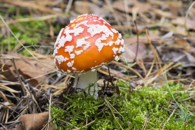 amanita mantar uçmak