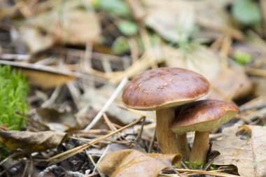 Ormandaki kabileleri mantar.