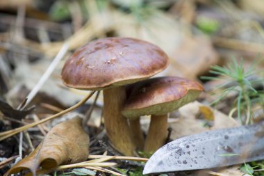 Sonbahar ormandaki kabileleri mantar