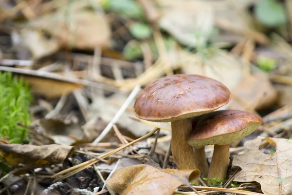 Ormandaki kabileleri mantar.