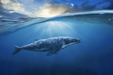 big grey whale in ocean