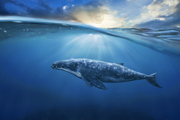 big grey whale in ocean