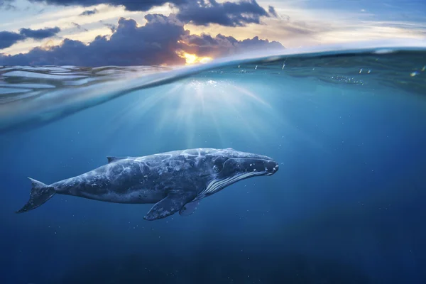 Big grey whale in ocean — Stock Photo, Image