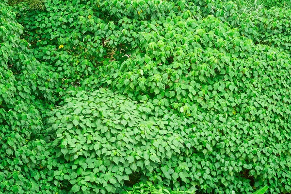 Green leaves texture — Stock Photo, Image