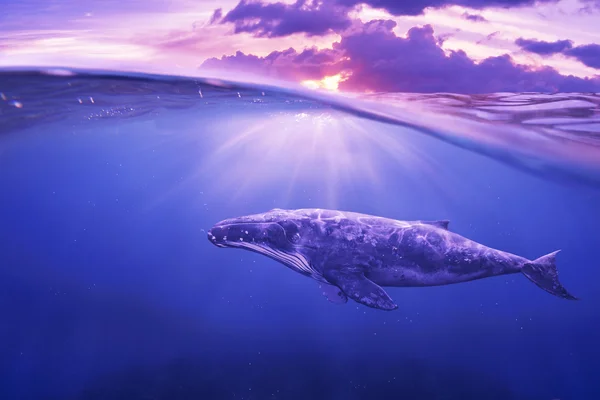 Μεγάλη γκρίζα φάλαινα στον ωκεανό — Φωτογραφία Αρχείου