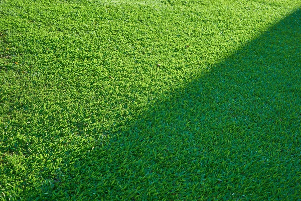 Green grass on field — Stock Photo, Image