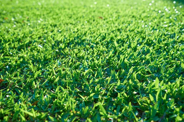 Green grass on field — Stock Photo, Image