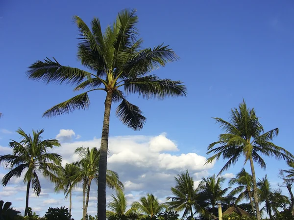 Kokospalmen gegen den Himmel — Stockfoto