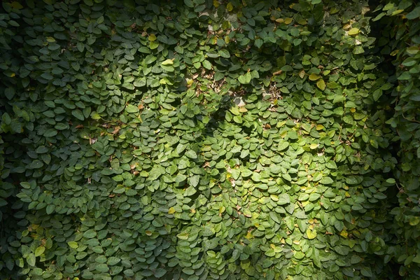 Hojas verdes en la pared — Foto de Stock