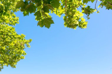 yeşil ağaç yaprakları