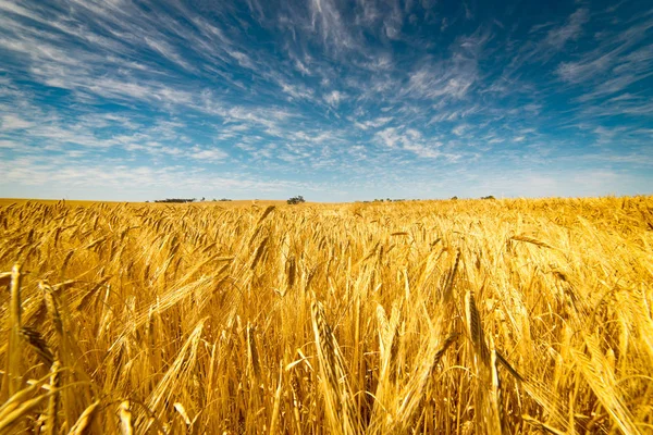 Gebied van gouden tarwe — Stockfoto