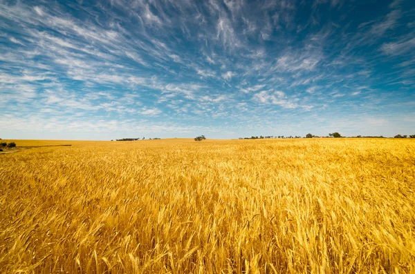 Gyllene vetefält — Stockfoto