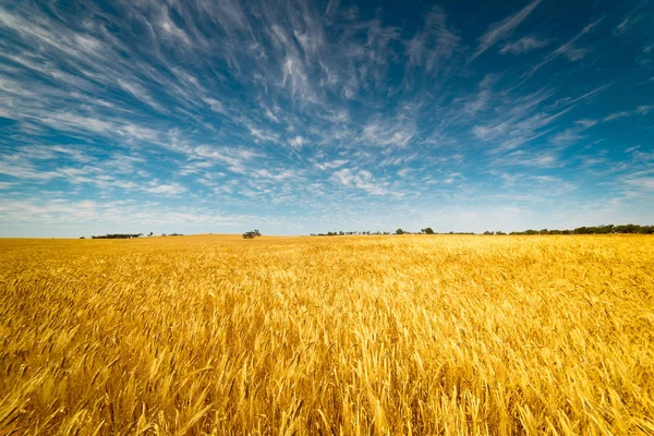 Gebied van gouden tarwe — Stockfoto