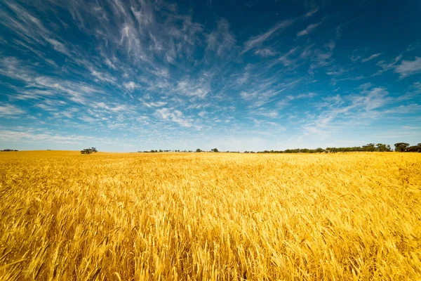 Gebied van gouden tarwe — Stockfoto