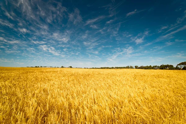 Поле золотої пшениці — стокове фото