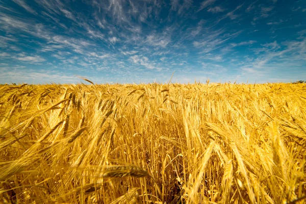 Gebied van gouden tarwe — Stockfoto