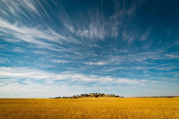 Campo de trigo dourado — Fotografia de Stock