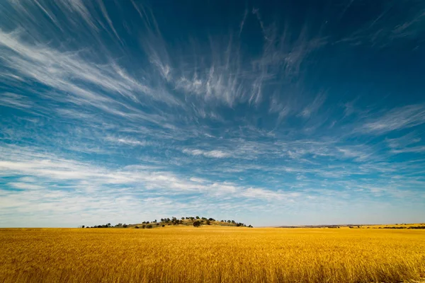 Pole zlaté pšenice — Stock fotografie