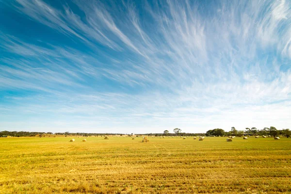 Feno e fardos de palha no campo — Fotografia de Stock