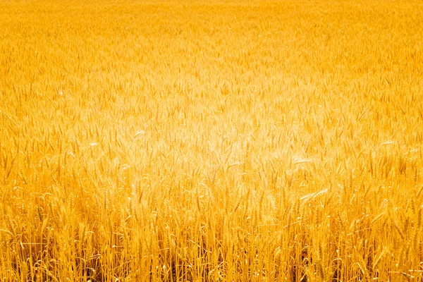 Câmpul de grâu auriu — Fotografie, imagine de stoc