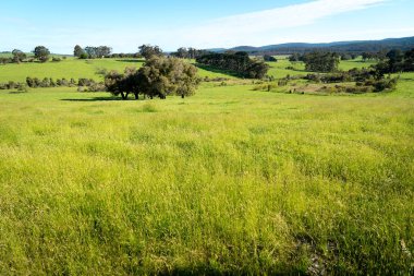 Mavi gökyüzünün altında yeşil alan