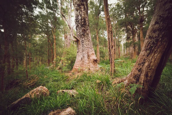 Mystiska skogslandskapet — Stockfoto