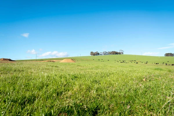 Generieke groene landbouwgrond met zwarte koeien — Stockfoto