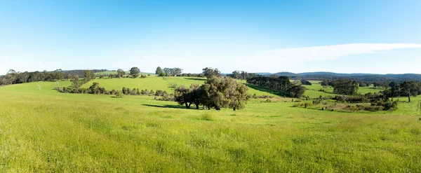 Groen veld onder blauwe lucht — Stockfoto