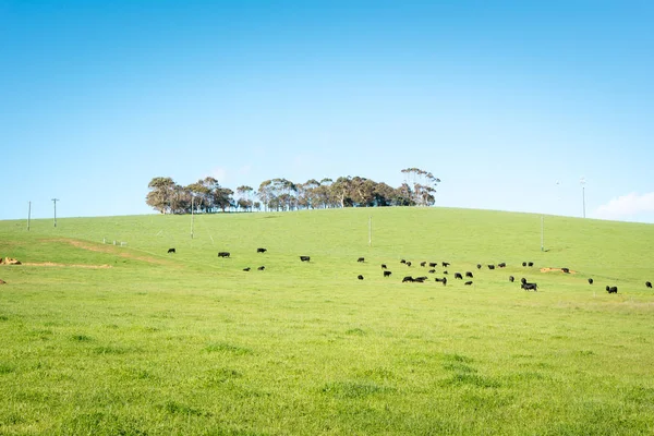 Generieke groene landbouwgrond met zwarte koeien — Stockfoto