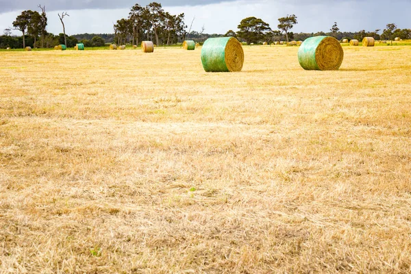Hay and straw bales in field — Stock Photo, Image