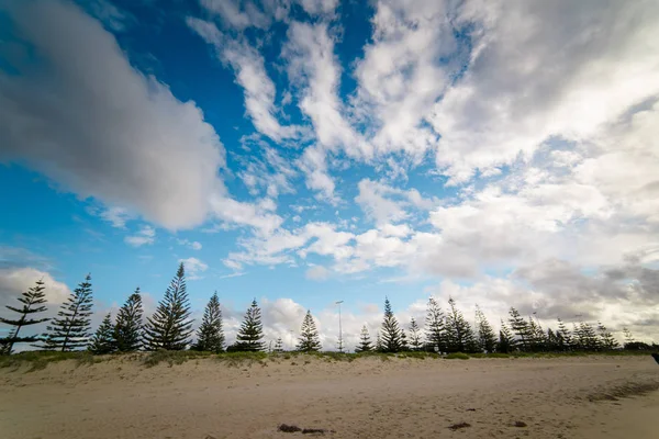 Sosny w Busselton piaszczystej plaży — Zdjęcie stockowe