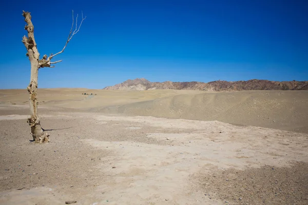 Legno morto nel deserto — Foto Stock