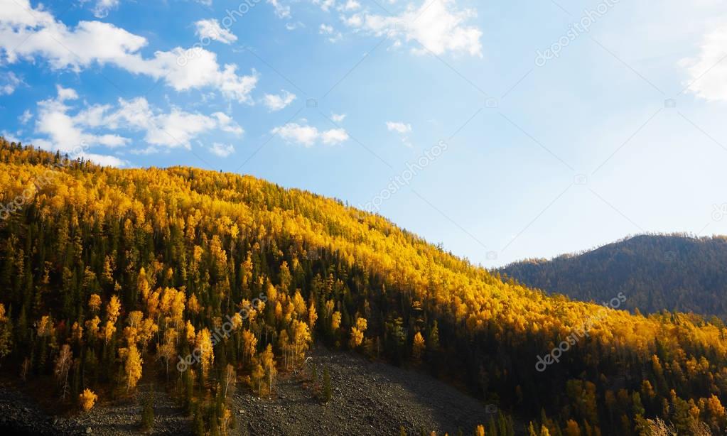 Autumn nature forest