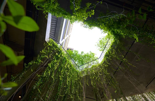 Des vignes vertes vibrantes entourent le bâtiment — Photo